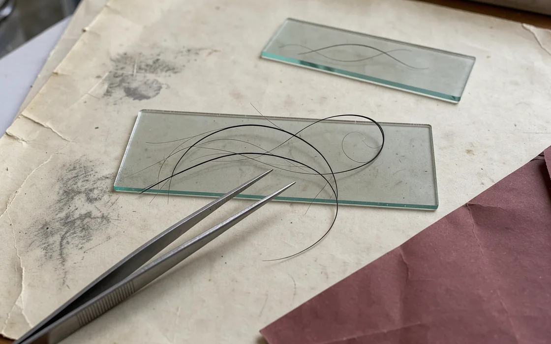Dark hair fibres on a pale microscope slide beside steel tweezers